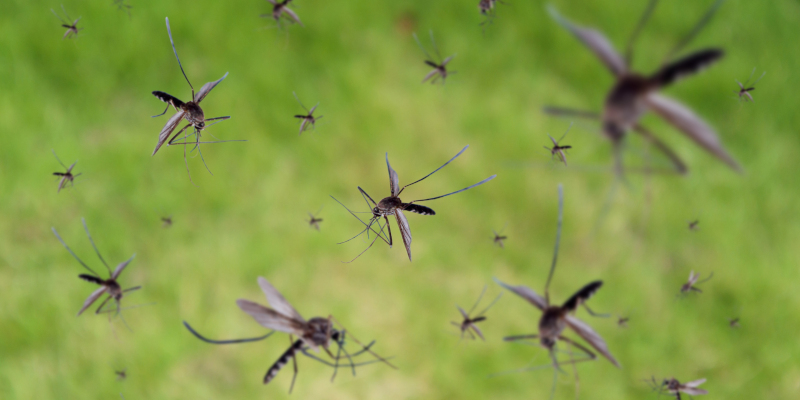 How to Improve Your Outdoor Pest Control Efforts