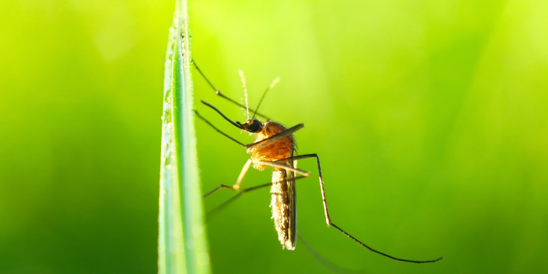 Why Early Spring is the Perfect Time to Start Mosquito Pest Control